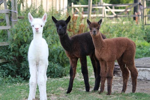 Traumhafte Alpakas zum Staunen und Anfassen - auf dem Bild sind 3 Alpaka-Jungtiere mit braunem, schwarzen und weißem Fell zu sehen