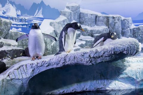 Sea-Life Konstanz. 2 Königspinguine stehen auf einem Felsvorsprung, einer liegt  (©Sea-Life Konstanz)