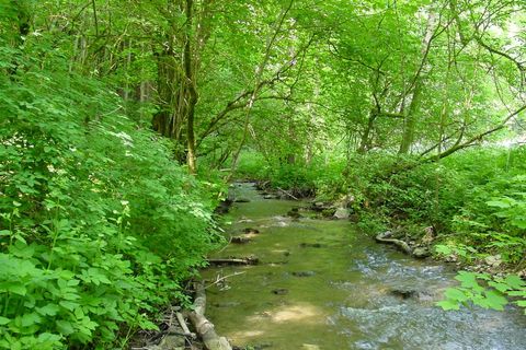 Das Landschaftsschutzgebiet "Krebsbachtal" entlang des Premiumwanderweges. Der Krebsbach schlängelt sich hier durch die saftig-grünen Büsche und Bäume am Bachufer.