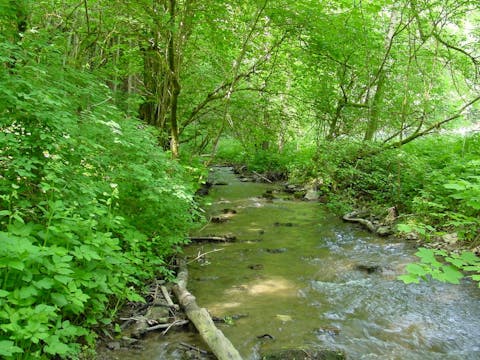 Das Landschaftsschutzgebiet "Krebsbachtal" entlang des Premiumwanderweges. Der Krebsbach schlängelt sich hier durch die saftig-grünen Büsche und Bäume am Bachufer.