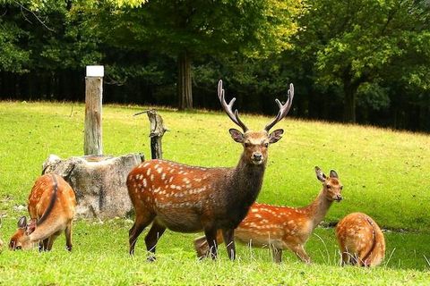 Eine Gruppe Sikahirsche mit Jungtieren im Wild- und Freizeitpark Allensbach (@Wild- und Freizeitpark Allensbach)