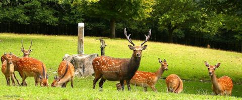 Eine Gruppe Sikahirsche mit Jungtieren im Wild- und Freizeitpark Allensbach (@Wild- und Freizeitpark Allensbach)
