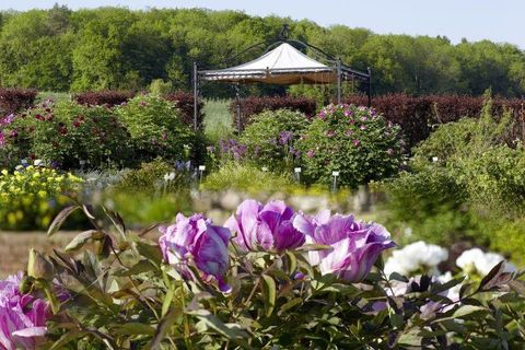 Der Syringa Schaugarten mit herrlichen, blühenden Pflanzen in allen Farben (@Syringa)